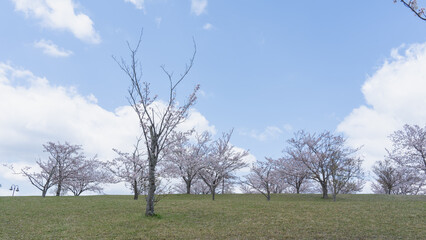 日本の春の公園に咲く桜の花