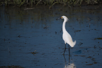 Obraz premium A snowy egret wading in a tidal flat.