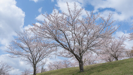 Obraz na płótnie Canvas 日本の春の公園に咲く桜の花