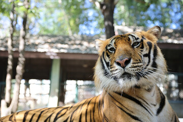 Sumatran tiger in close up