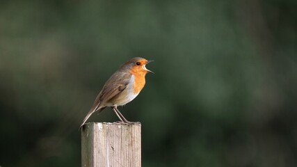 Robin Singing Perched on a Post