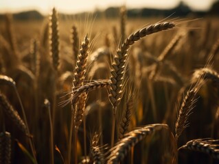 golden wheat stalk in a field