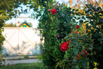 Fototapete bei efototapeten.de bestellen   