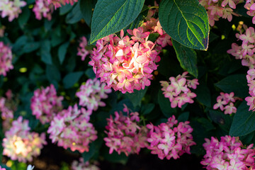 Summer garden flowers closeup