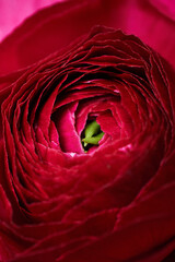 Red ranunculus flower macro. Beautiful fresh ranunculus flower, closeup. Floral nature background. High quality vertical photo