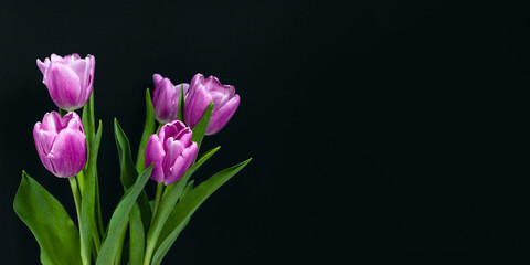 Blooming purple tulips bouquet on black background. Dark low key minimalism style flowers. Moody floral vintage banner. Selective focus, copy space