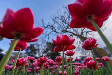 Tulips in a flower bed, pink blooming flowers against the sky and trees, spring flowers.