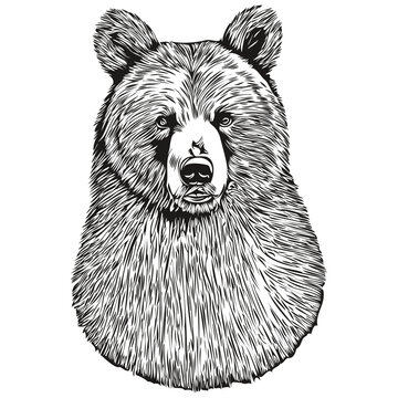 Bear vector illustration line art drawing black and white bruin