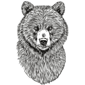 Bear vector illustration line art drawing black and white bruin