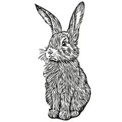 Engrave Rabbit illustration in vintage hand drawing style hare © Сергей Тарасюк