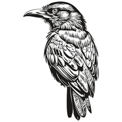 Engrave Raven illustration in vintage hand drawing style corbie
