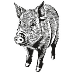 Pig sketch, hand drawing of wildlife, vintage engraving style, vector illustration hog