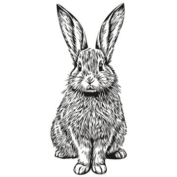 Hand drawn Rabbit on a white background, hare