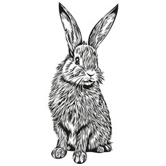 Rabbit sketches, outline with transparent background, hand drawn illustration hare
