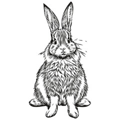 Rabbit vector illustration line art drawing black and white hare © Сергей Тарасюк