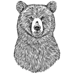 Fototapeten Realistic Bear vector, hand drawn animal illustration bruin © Сергей Тарасюк