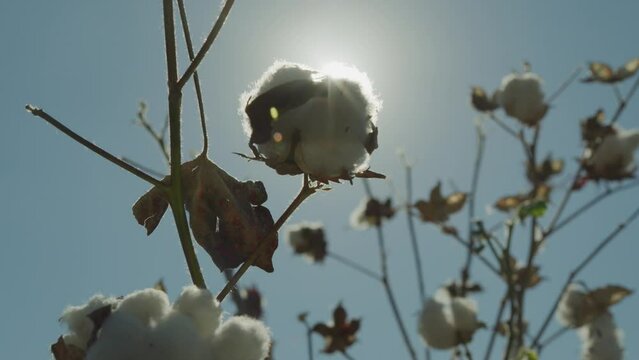 A cotton flower bloomed its fibers in summer. Swinging calmly on field in reverse light.