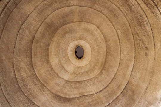 close-up Cross-section background of a tree. wooden