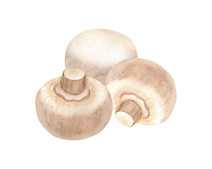 Watercolor group fresh champignon mushrooms. Hand-drawn illustration isolated on white background. Perfect concept for healthy food, design packing, concept for cafe, restaurant element, recipe book.