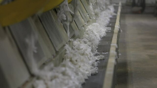 Harvested natural cotton fibers are being processed in manufacturing plant. 
