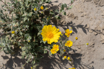 desert sunflower