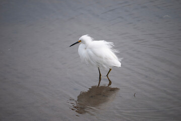 Snowy Egret