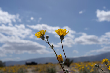 yellow flowers and blue sky