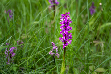  Orchis mascula (L.) L. or early purple orchid in spring, close up