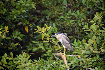 The black-crowned night heron is a small, stocky wading bird that lives year-round in marshes, Squacco Heron (Ardeola ralloides)
