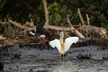 The black-crowned night heron is a small, stocky wading bird that lives year-round in marshes, Squacco Heron (Ardeola ralloides)
