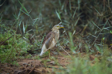 The black-crowned night heron is a small, stocky wading bird that lives year-round in marshes, Squacco Heron (Ardeola ralloides)
