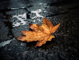 A fallen leaf on a rain-soaked pavement