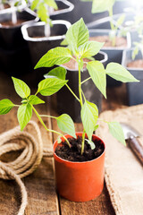 Plastic container with pepper seedlings plants on a wooden table with gardening tools. In the rays of the morning sun.