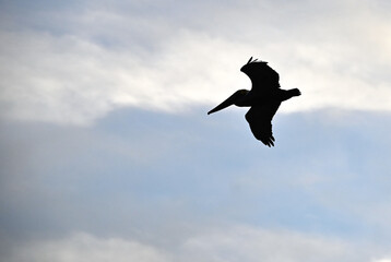 Pelican in the Sky