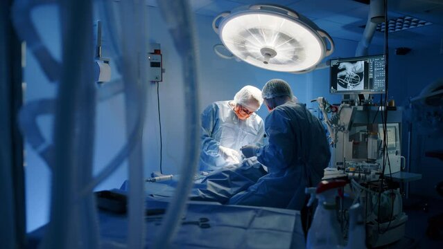 An animal doctor and a nurse performing a surgery on an animal on an operating table. They are trying to better it's physical health. High quality 4k footage.