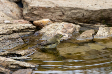 Obraz premium A Chiffchaff (Phylloscopus collybita) having a bath in a pond.