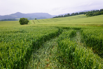 landscape with a lonely green tree in a green field and country road.