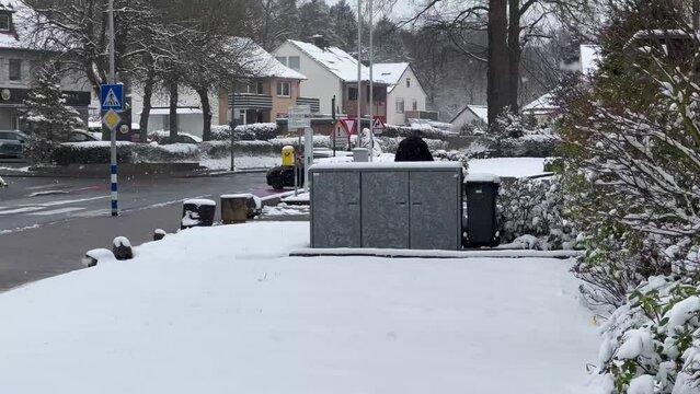 Sudden spring frosts. First spring flowers under snow. Snowfall in early spring in Bramsche, North Rhine Westphalia, Germany on April 1, 2022. High quality 4k footage