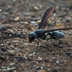Black Wasp in the ground