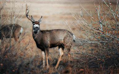 deer stag