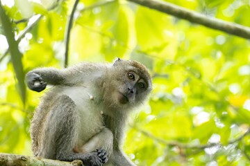 Crab-eating macaque, Macaca fascicularis, in a tree