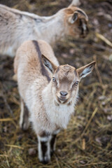  Cute Baby goat standing in a hay-strewn dirt field, looking directly into the camera lens