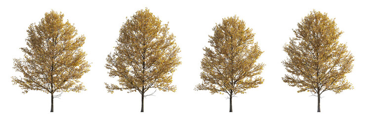 Autumn large trees sycamore platanus trees isolated png on a transparent background premium cutout 