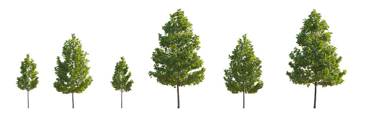 Set of 6 small and middle trees sycamore platanus street trees isolated png on a transparent...