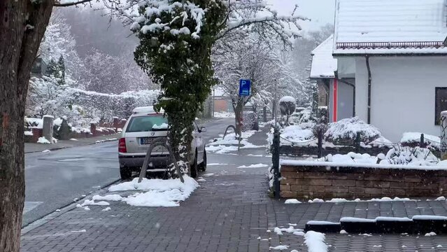 Sudden spring frosts. First spring flowers under snow. Snowfall in early spring in Bramsche, North Rhine Westphalia, Germany on April 1, 2022. High quality 4k footage