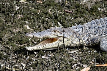 Saltwater crocodile, Crocodylus porosus