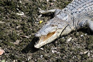 Saltwater crocodile, Crocodylus porosus