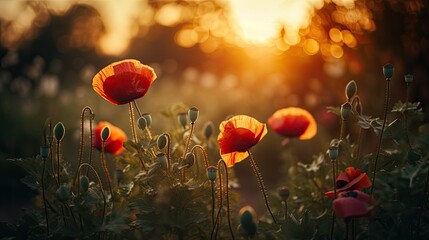 Dreamy bokeh of Red Poppies( lat. papaver rhoeas) against the setting sun. generative ai