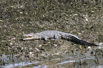 Saltwater crocodile, Crocodylus porosus