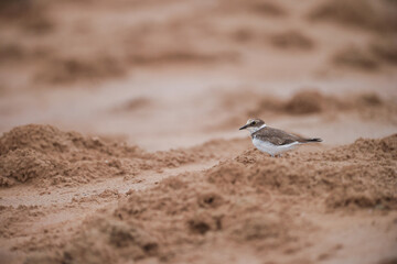 Kentish plovers - Charadrius nivosus - live on water banks and rivers in search of food
